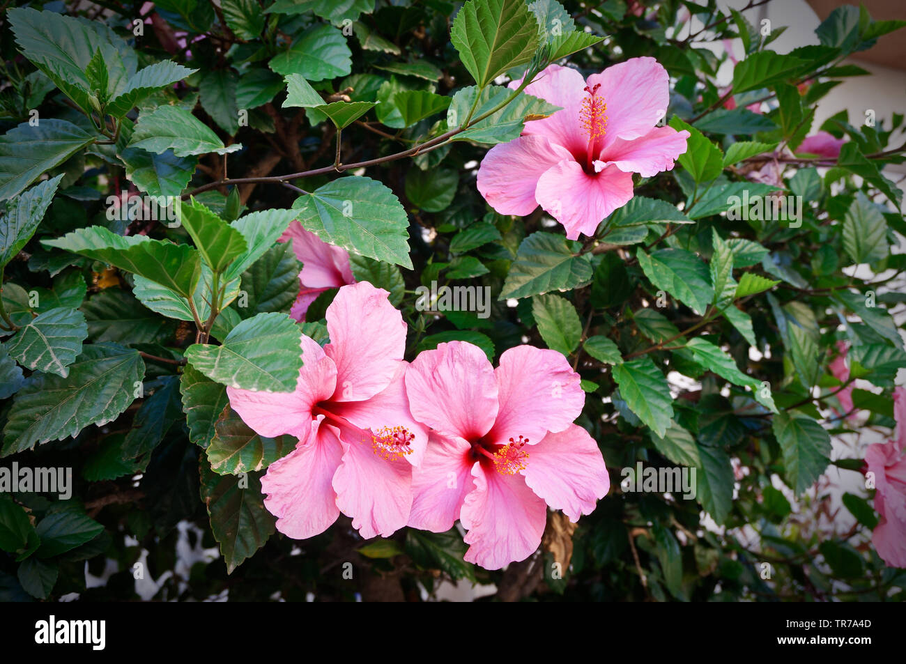 Pink hibiscus hi-res stock photography and images - Alamy
