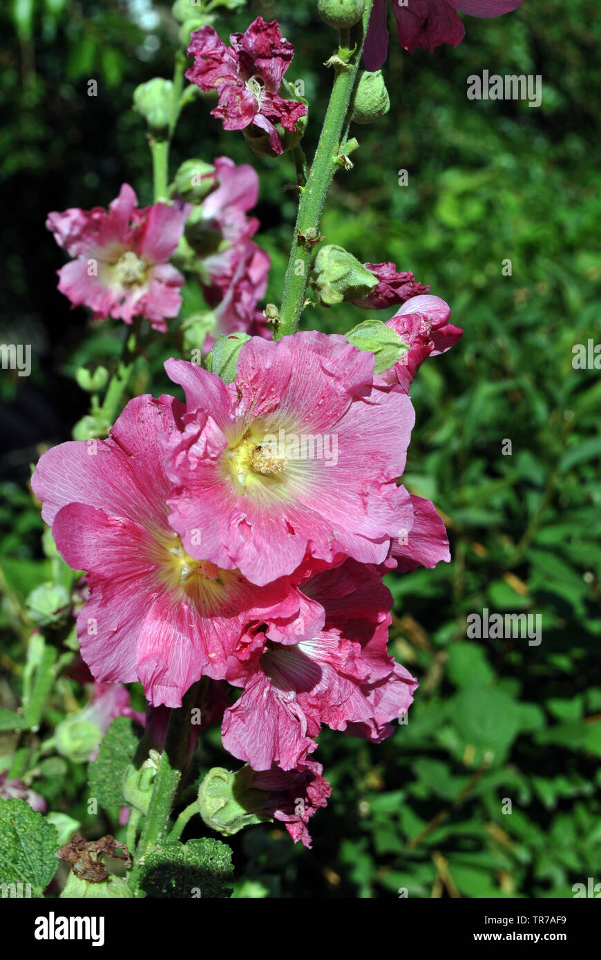 Pink mallow flower, petals and pistil close up detail, soft blurry background Stock Photo
