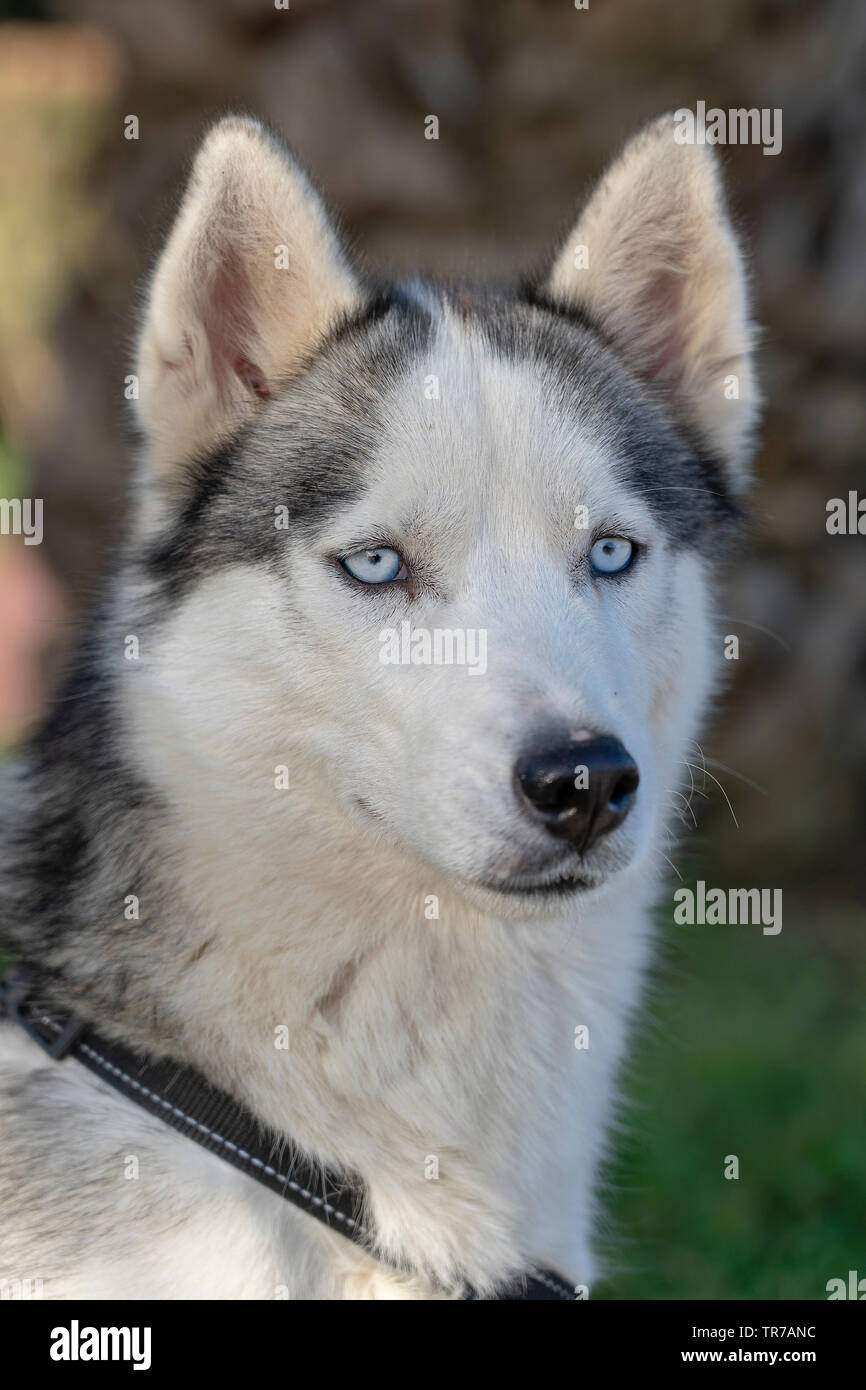 siberian eyes