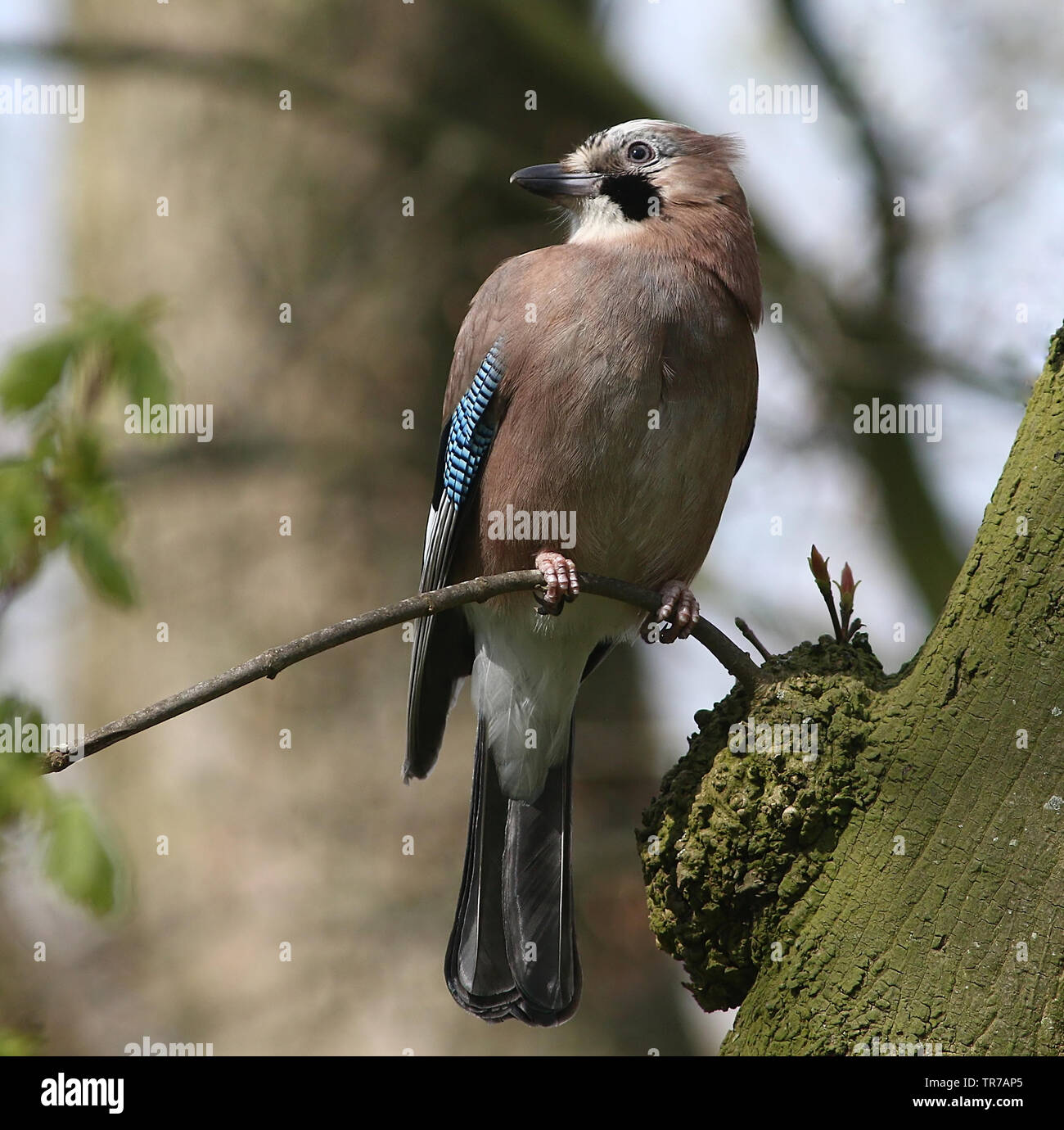 Eurasian Jay (Garrulus glandarius) posing on a branch and looking into the camera Stock Photo