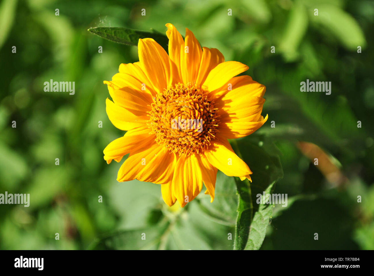 Yellow daisy blooming flower on grass background, top view close up detail Stock Photo