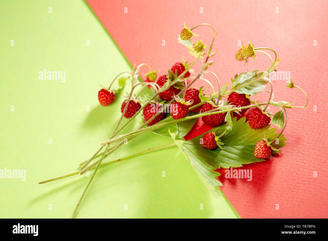 Forest strawberry on red and green background Stock Photo - Alamy