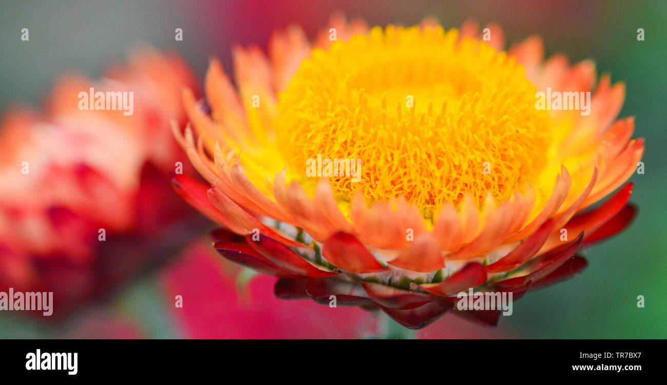 Helichrysum straw daisy hires stock photography and images Alamy
