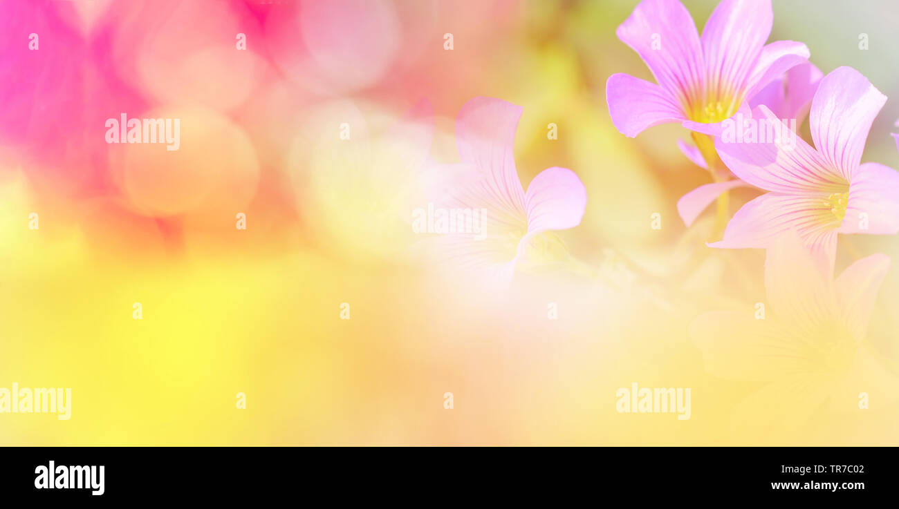 Nature pink yellow background banner/ abstract colorful blur bokeh autumn  bright beautiful orchid pink soft purple spring flower garden Stock Photo -  Alamy