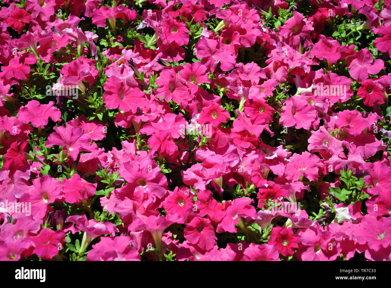 Petunia grandiflora pink flowers, top view background Stock Photo Alamy