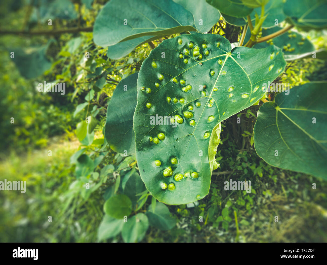 Outdoor close-up of a common fungal disease (leaf galls) of plants and trees, caused by the fungus called Taphrina Deformans. Stock Photo