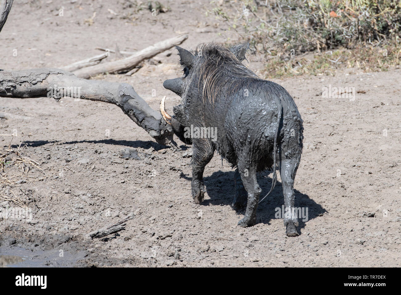 A warthog covered in mud after a wallow in the water hole, South Africa ...