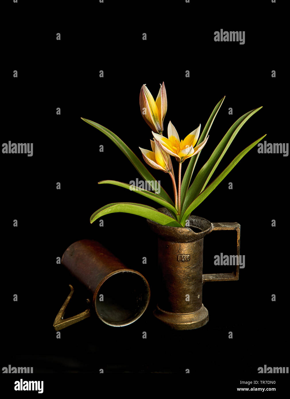 Tulip in old copper cup Stock Photo