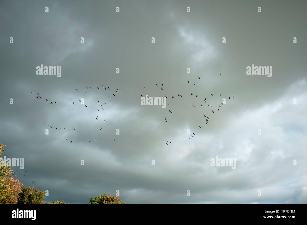 A flock of Common Cranes or Eurasian Cranes silhouetted in the sky above Rugen island on the Baltic coast of northern Germany - crane flying. Stock Photo