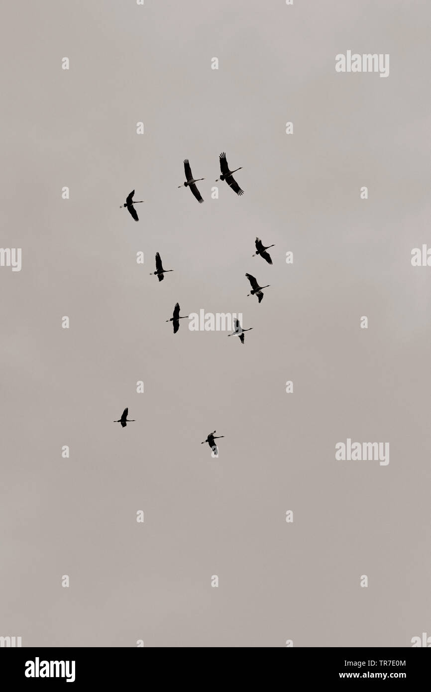 A flock of Common Cranes or Eurasian Cranes silhouetted in the sky above Rugen island on the Baltic coast of northern Germany - crane flying. B/W Stock Photo