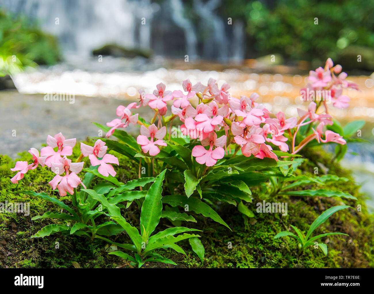 Plant rare pink flower growing on the rock with green mos fern and waterfall stream river background / Pink Habenaria rhodocheila Stock Photo
