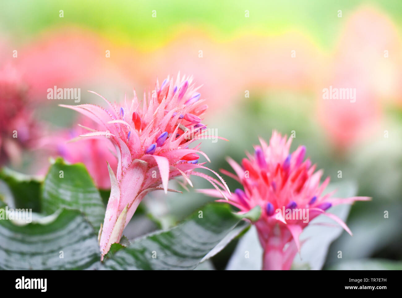 Beautiful pink bromeliad flower in garden and colorful plant background / Aechmea fasciata Bromeliad Stock Photo