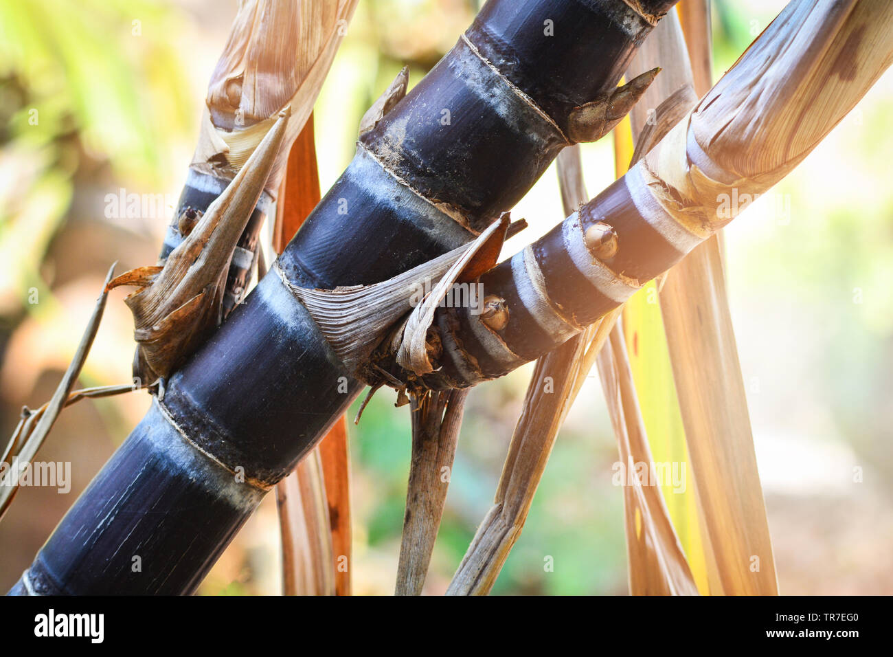 fresh red sugar cane stalks plant tree growing in the garden sugarcane