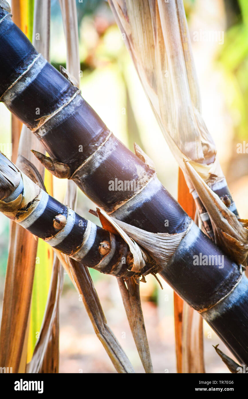 fresh red sugar cane stalks plant tree growing in the garden sugarcane