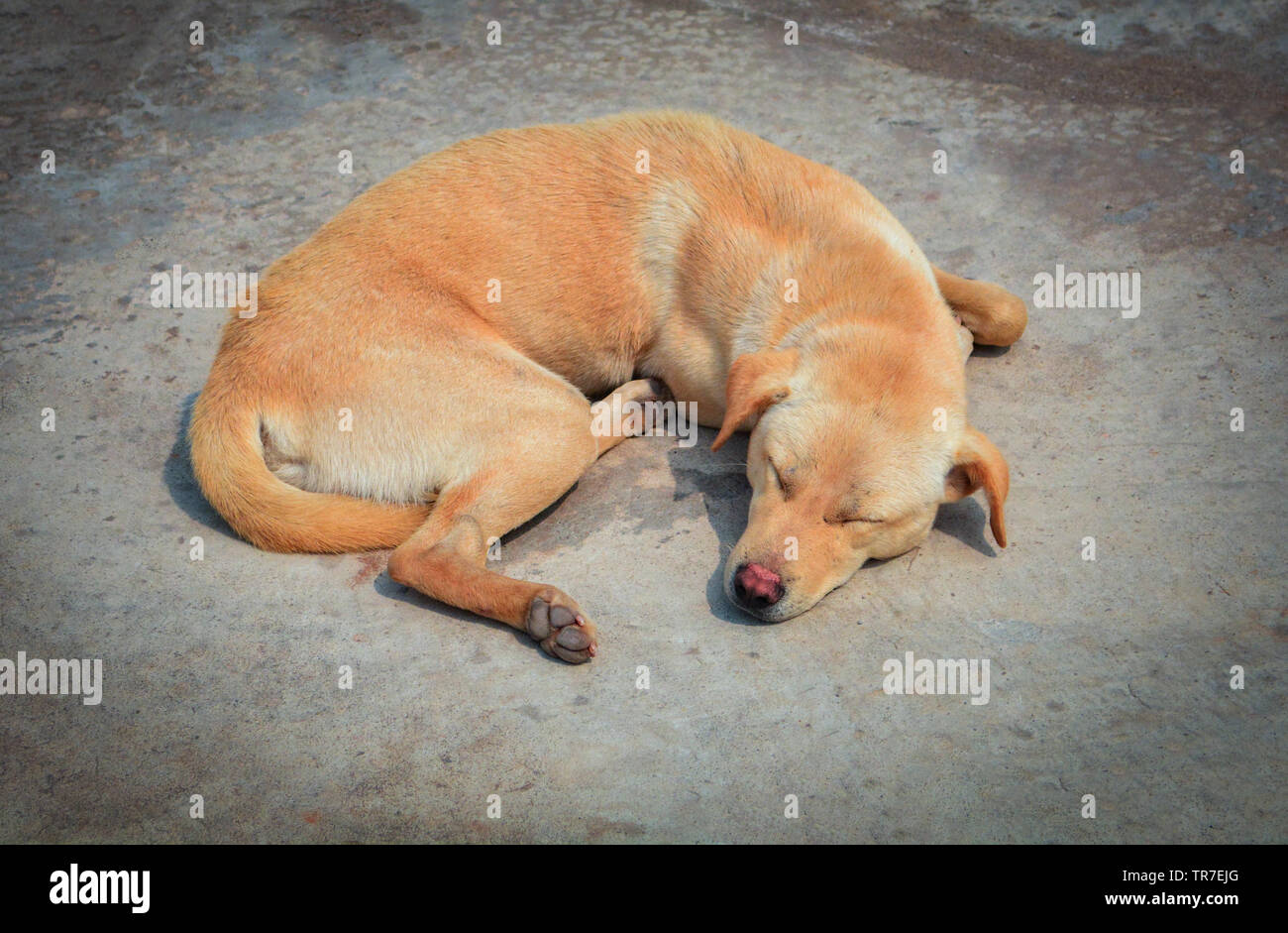 Lonely dog homeless sleep on floor street / Animal be sad dog sleeping Stock Photo
