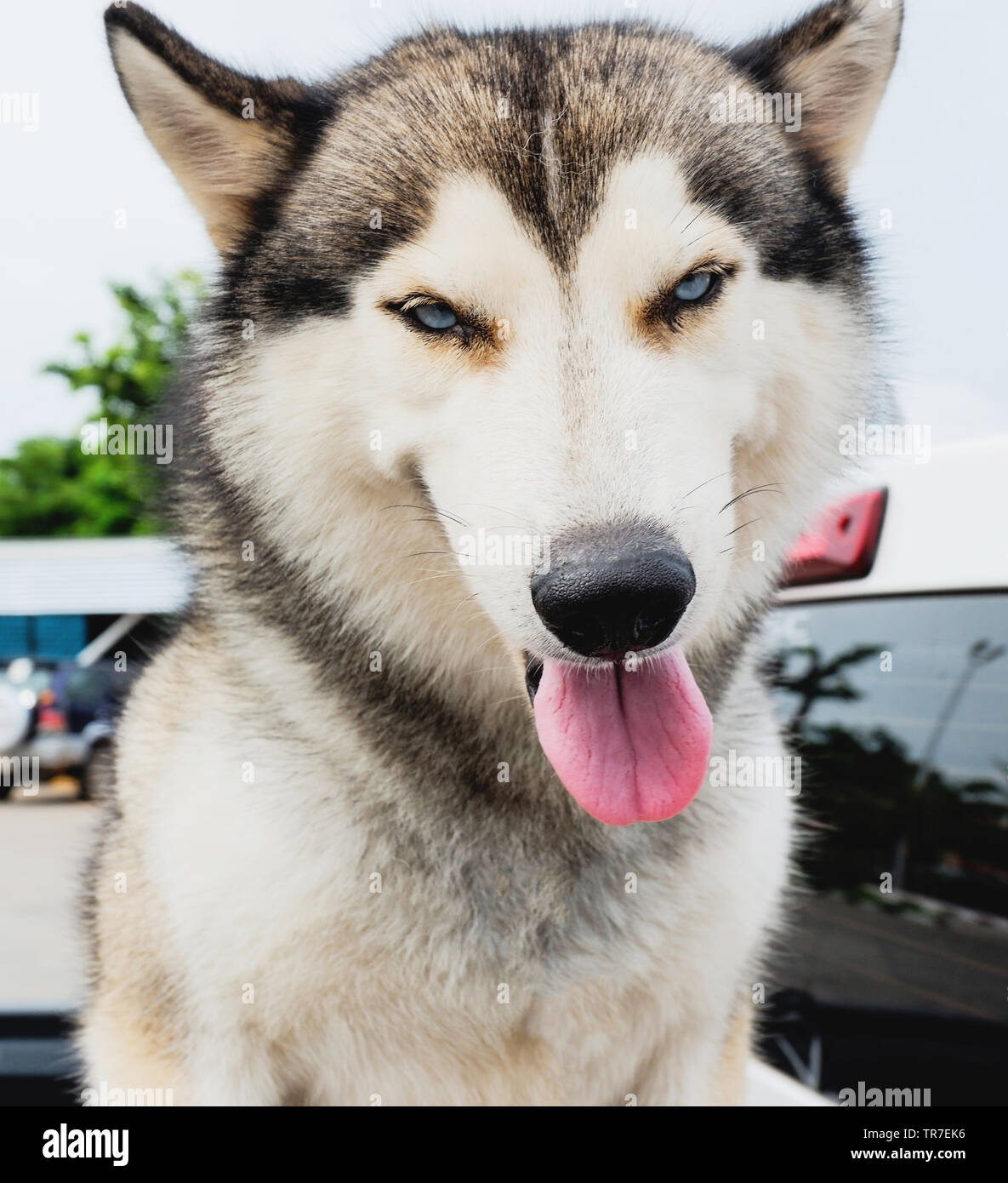 Close up of face Siberian Husky dog tongue Stock Photo Alamy