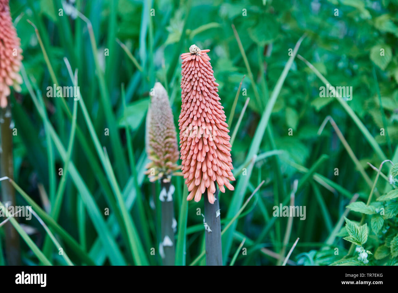 A single stem and flower of a red kniphofia plant in a garden, Stock Photo