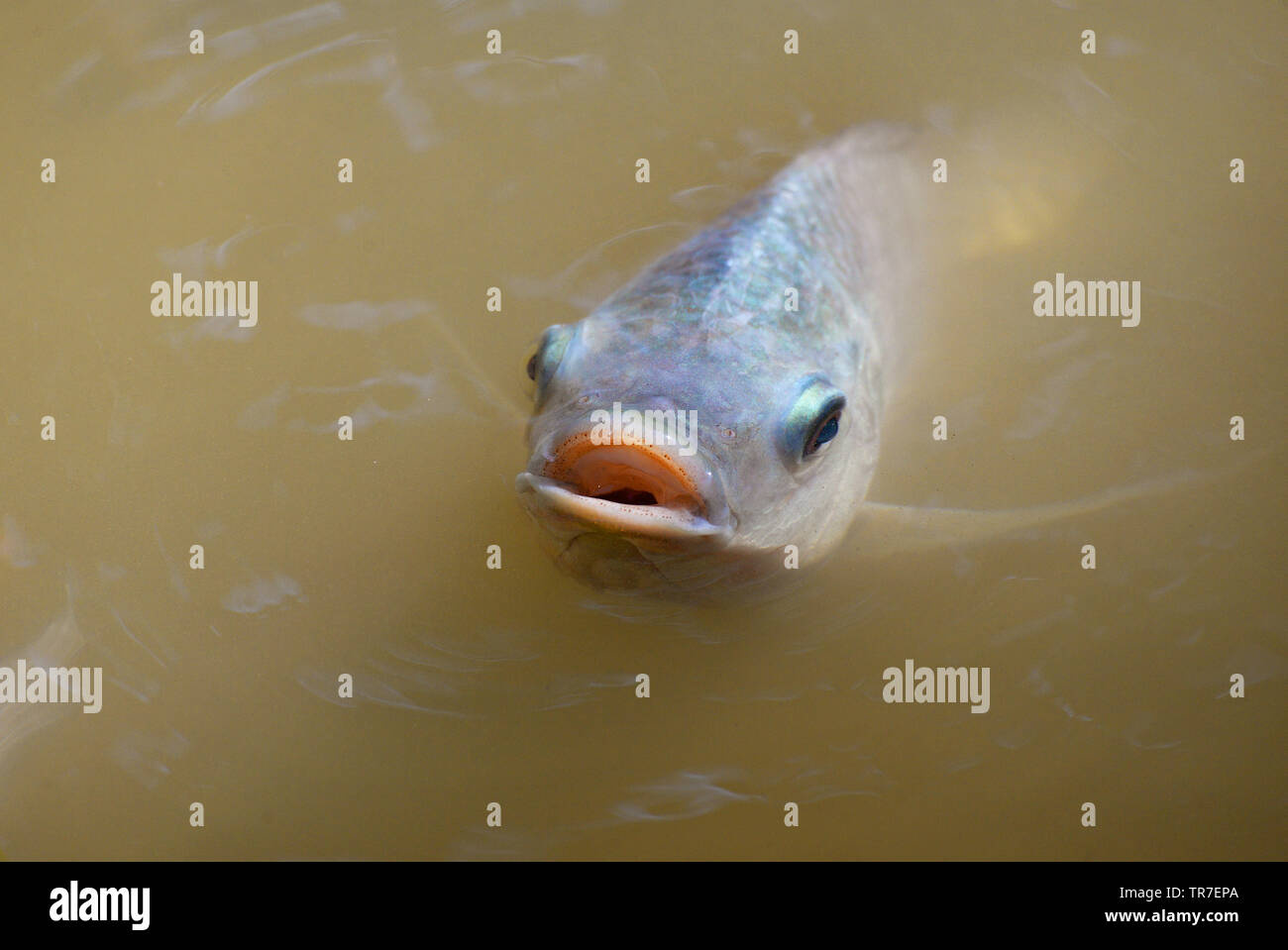Tilapia fish swimming on surface in the water river live in natural for ...