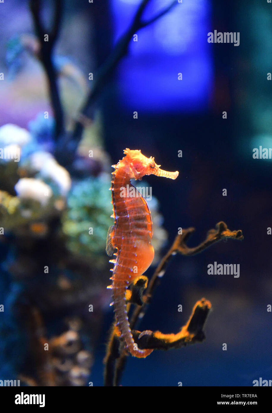 Seahorse cute sea animal / beautiful orange sea horse swimming underwater ocean Stock Photo