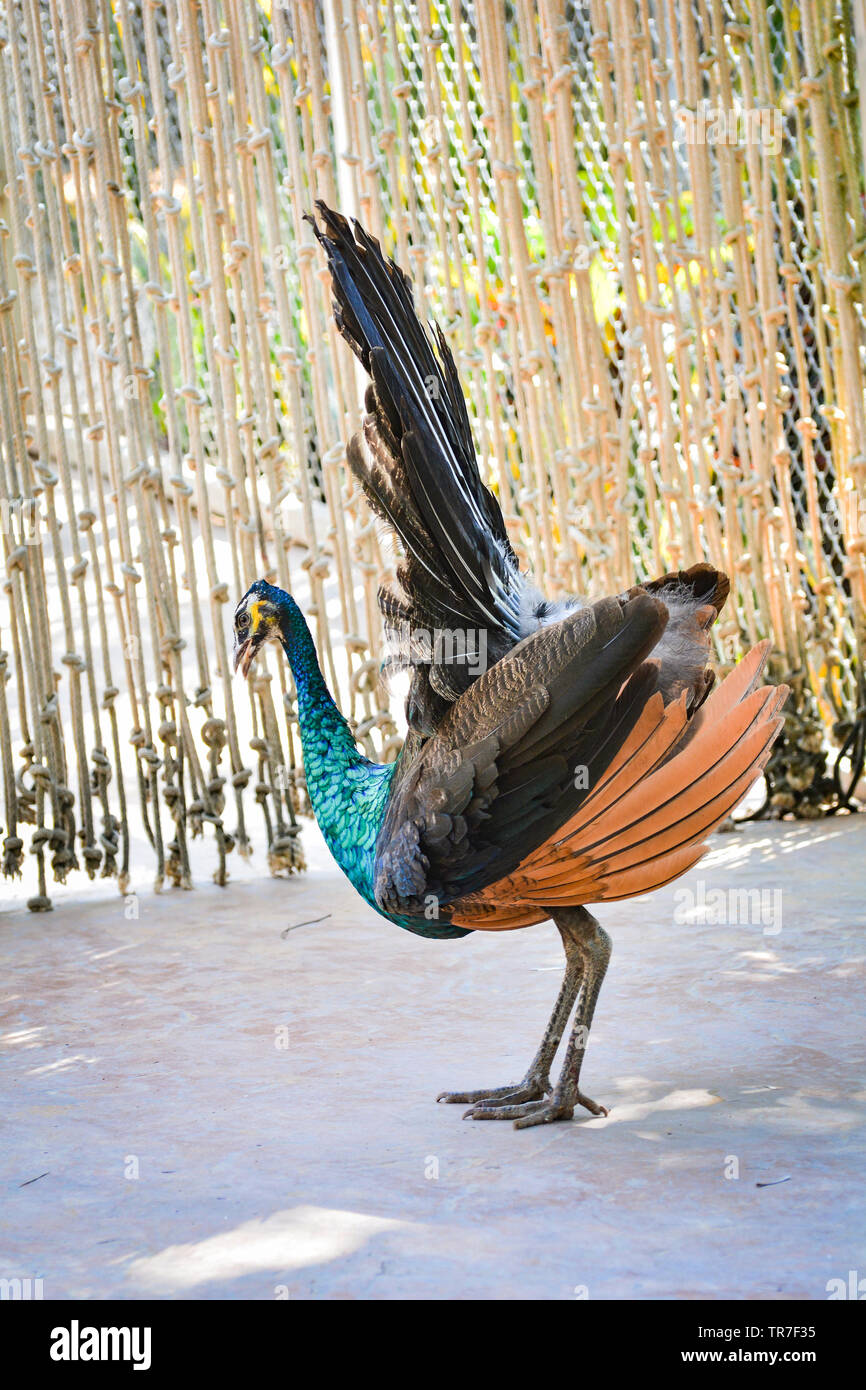 Peahen female peacock beautiful bird feathers out shows colorful tail on  farm / Peafowl bird Stock Photo - Alamy