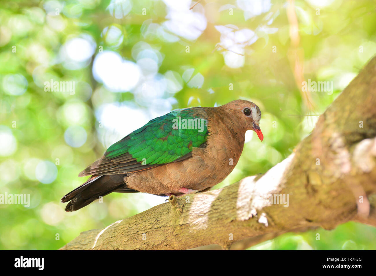 Common asian emerald bird dove green wing sitting on branch tree nature Stock Photo