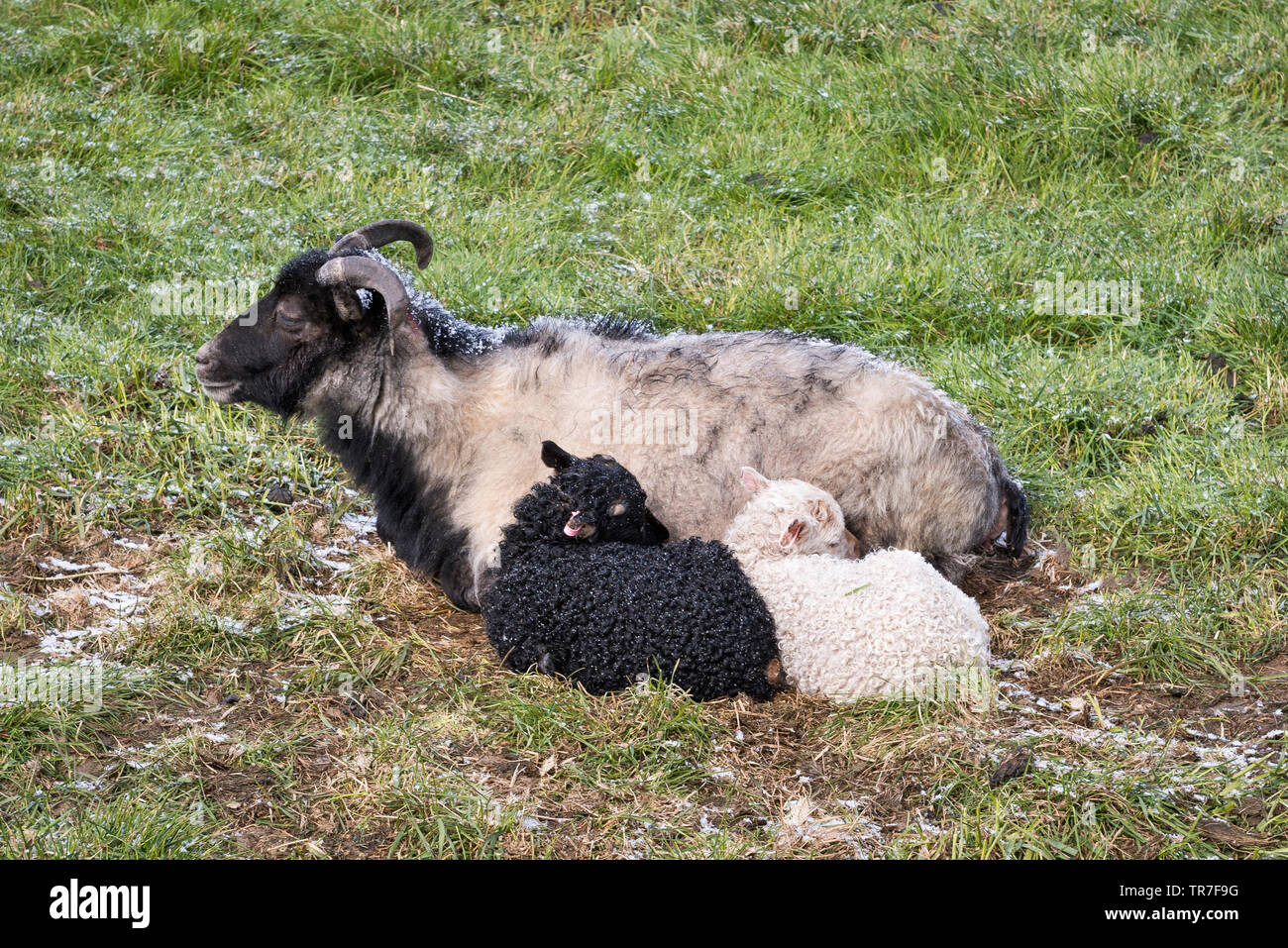 Northern Iceland, in May. A black and a white lamb sheltering from a spring hailstorm behind their mother Stock Photo