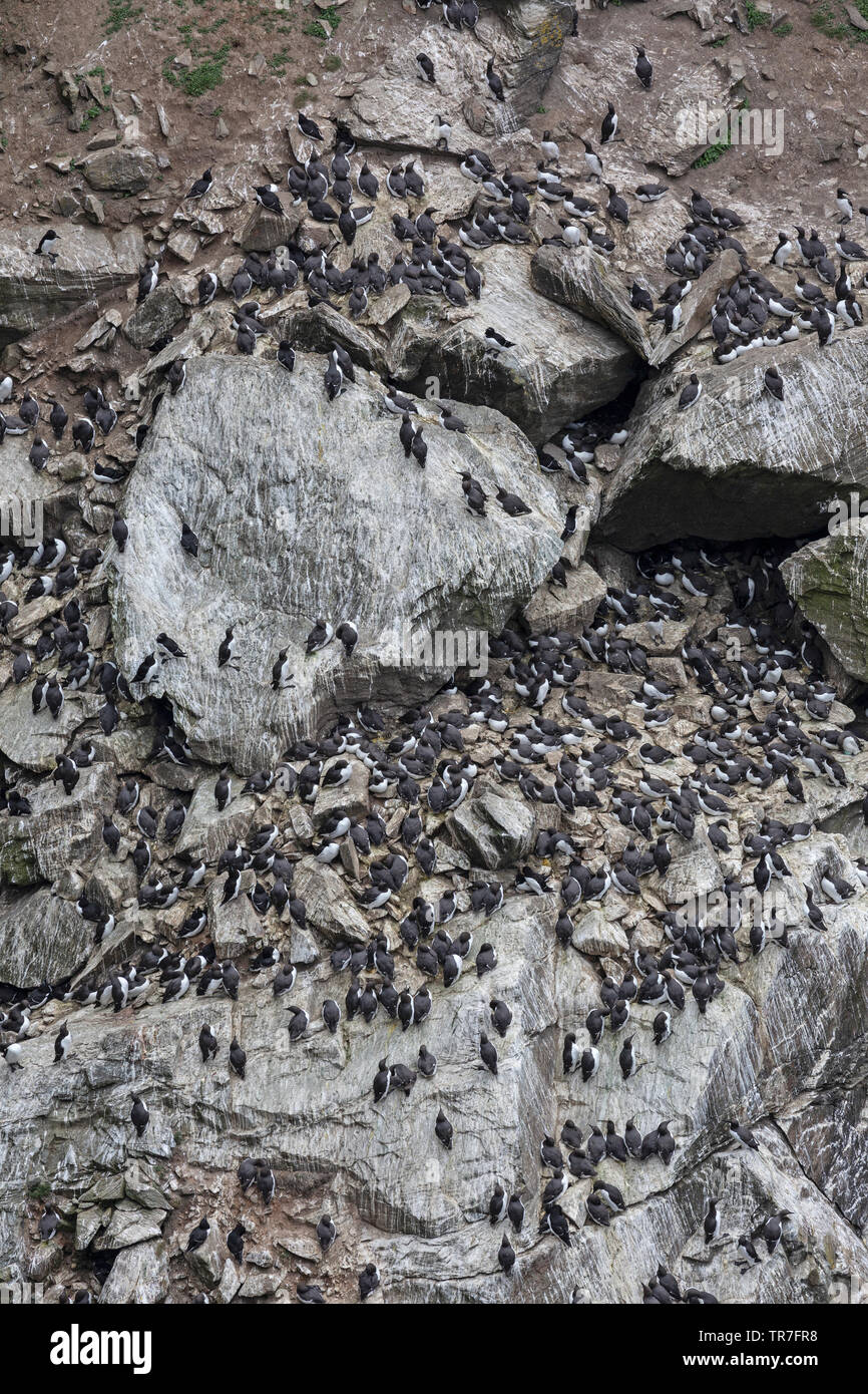 Common Guillemot, or Uria Aage, nesting on cliffs on Holy Island off the North West coast of Anglesey in North Wales, during May. Stock Photo
