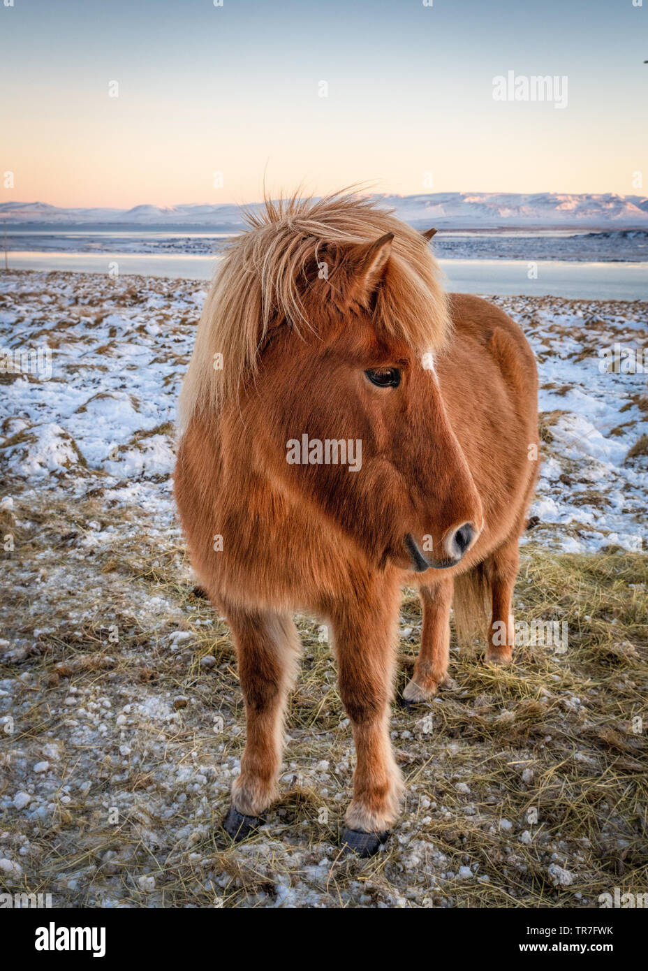 Icelandic Horse in the Snow at Sunrise Stock Photo