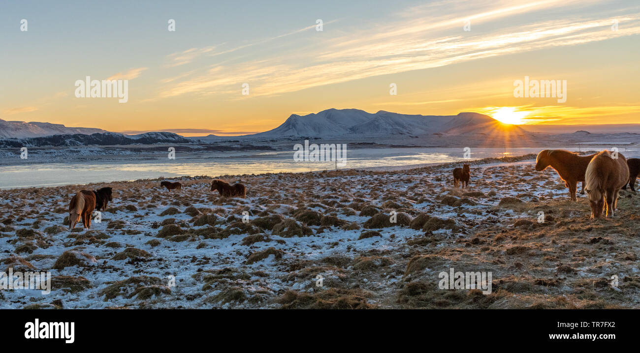 Icelandic Horses in the Snow at Sunrise Stock Photo