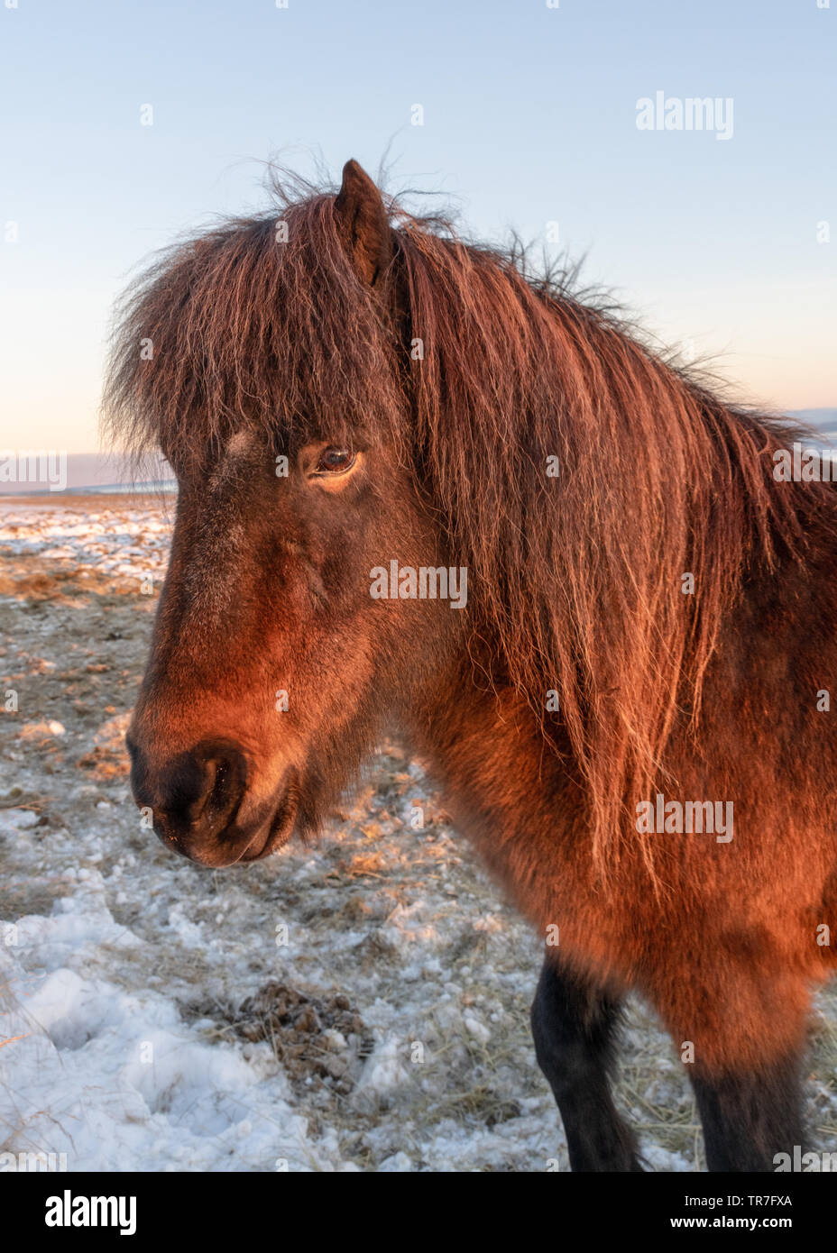 Icelandic Horse in the Snow at Sunrise Stock Photo