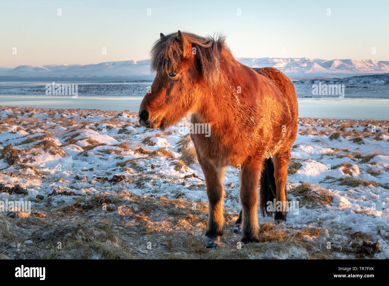 Icelandic Horse in the Snow at Sunrise Stock Photo
