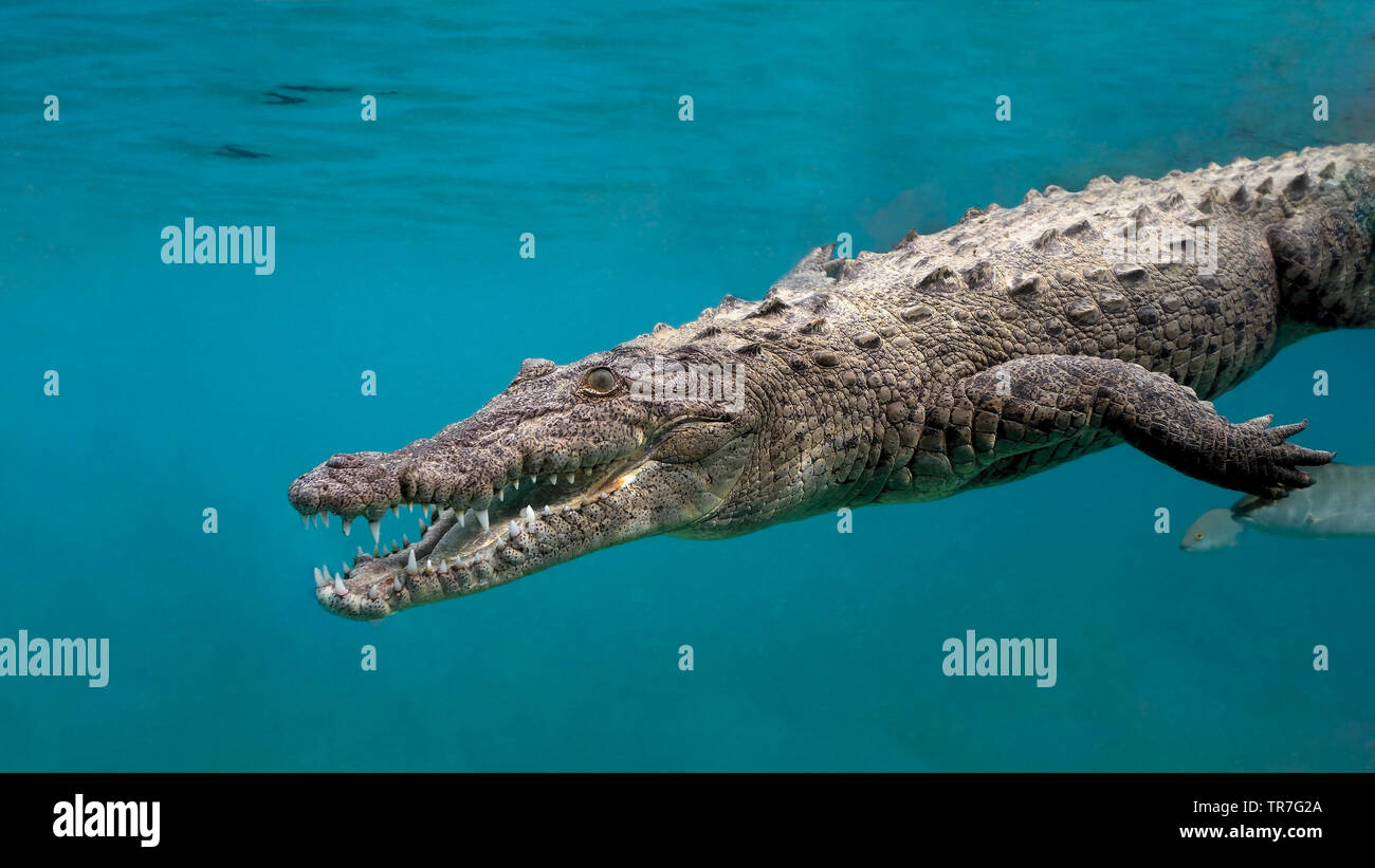 American Saltwater Crocodile dives by very close in Jardines de la Reina, Cuban Caribbean Stock Photo