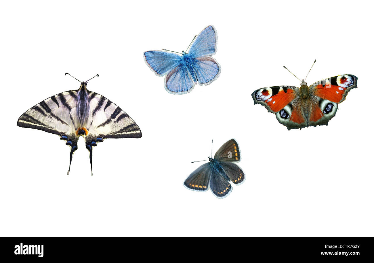 Set of colorful Butterflies isolated on white background. Plebejus argus (silver-studded blue), Scarce swallowtail, Peacock, Brown Argus (Aricia Agest Stock Photo