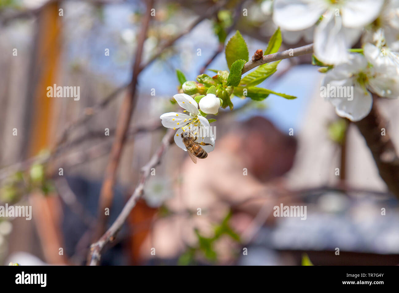 Orchard at spring time. Close up view of honeybee on white flower of cherry tree blossoms collecting pollen and nectar to make sweet honey. Small gree Stock Photo