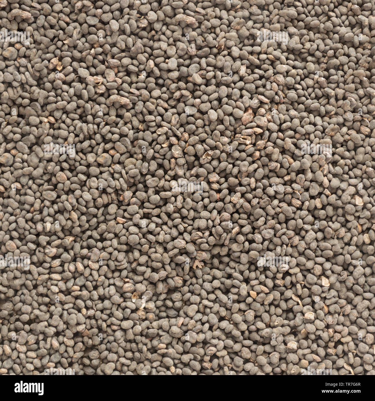 Babchi (Psoralea Corylifolia) organic dry seeds texture. Background template. Bakuchiol - retinol alternative concept. Stock Photo