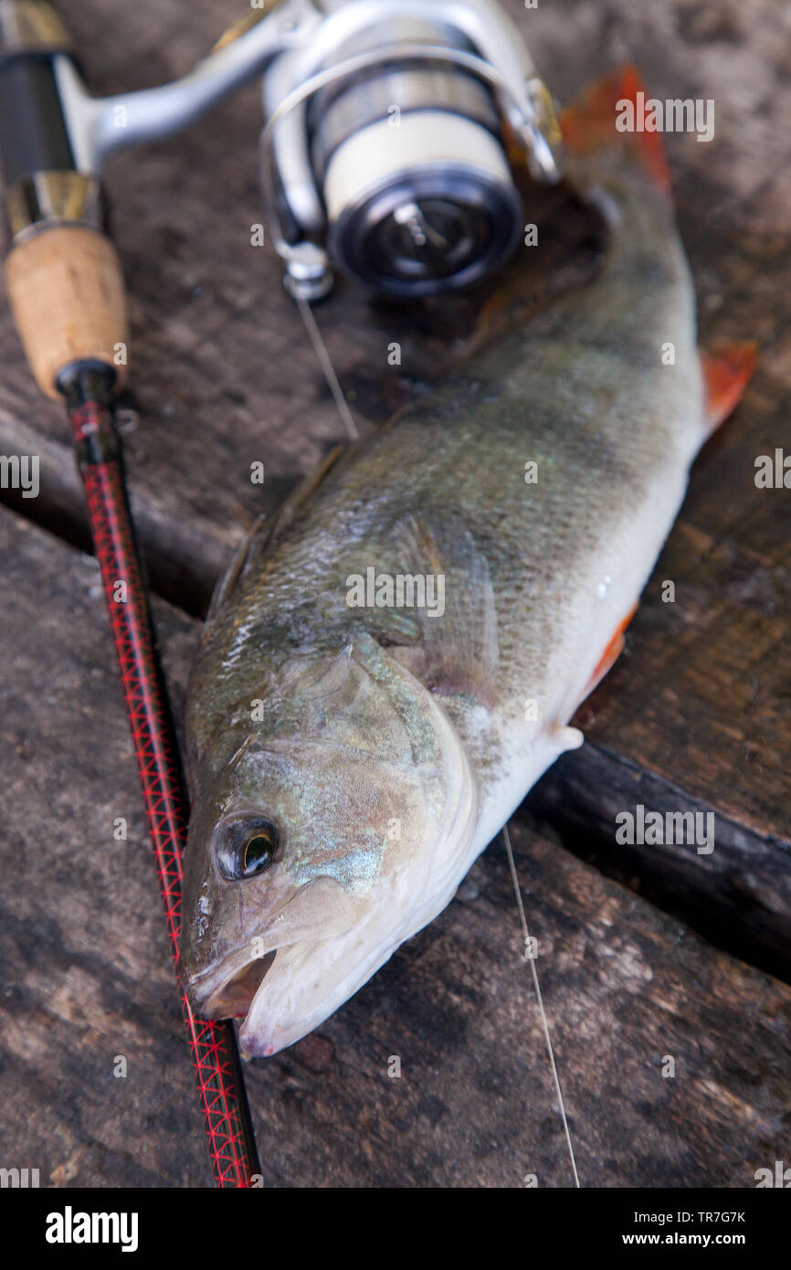 https://c8.alamy.com/comp/TR7G7K/close-up-view-of-freshwater-perch-and-fishing-rod-with-reel-lying-on-vintage-wooden-background-fishing-concept-trophy-fishing-big-freshwater-perch-TR7G7K.jpg