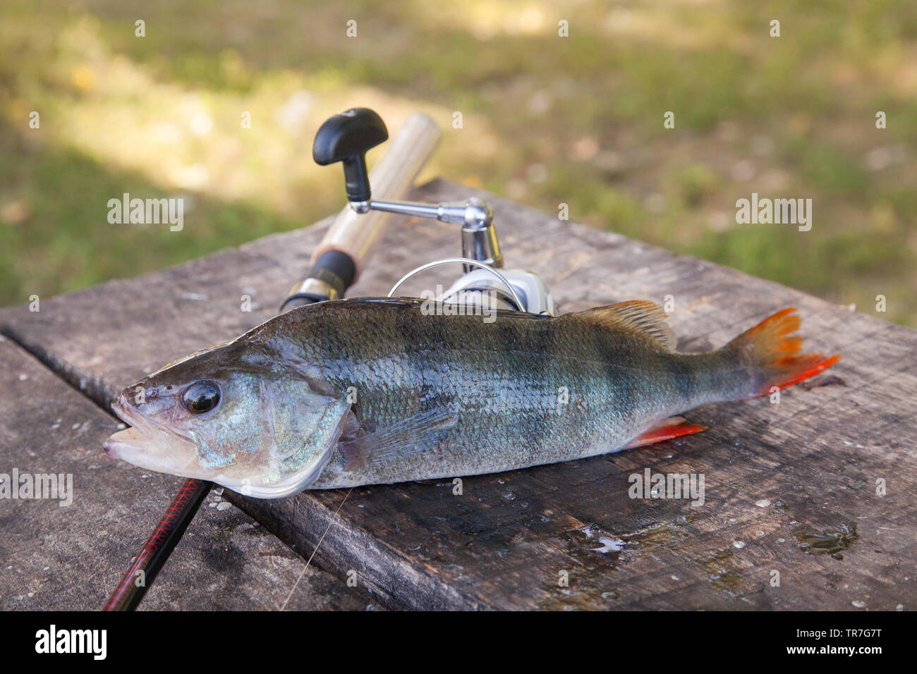 perch rod and reel