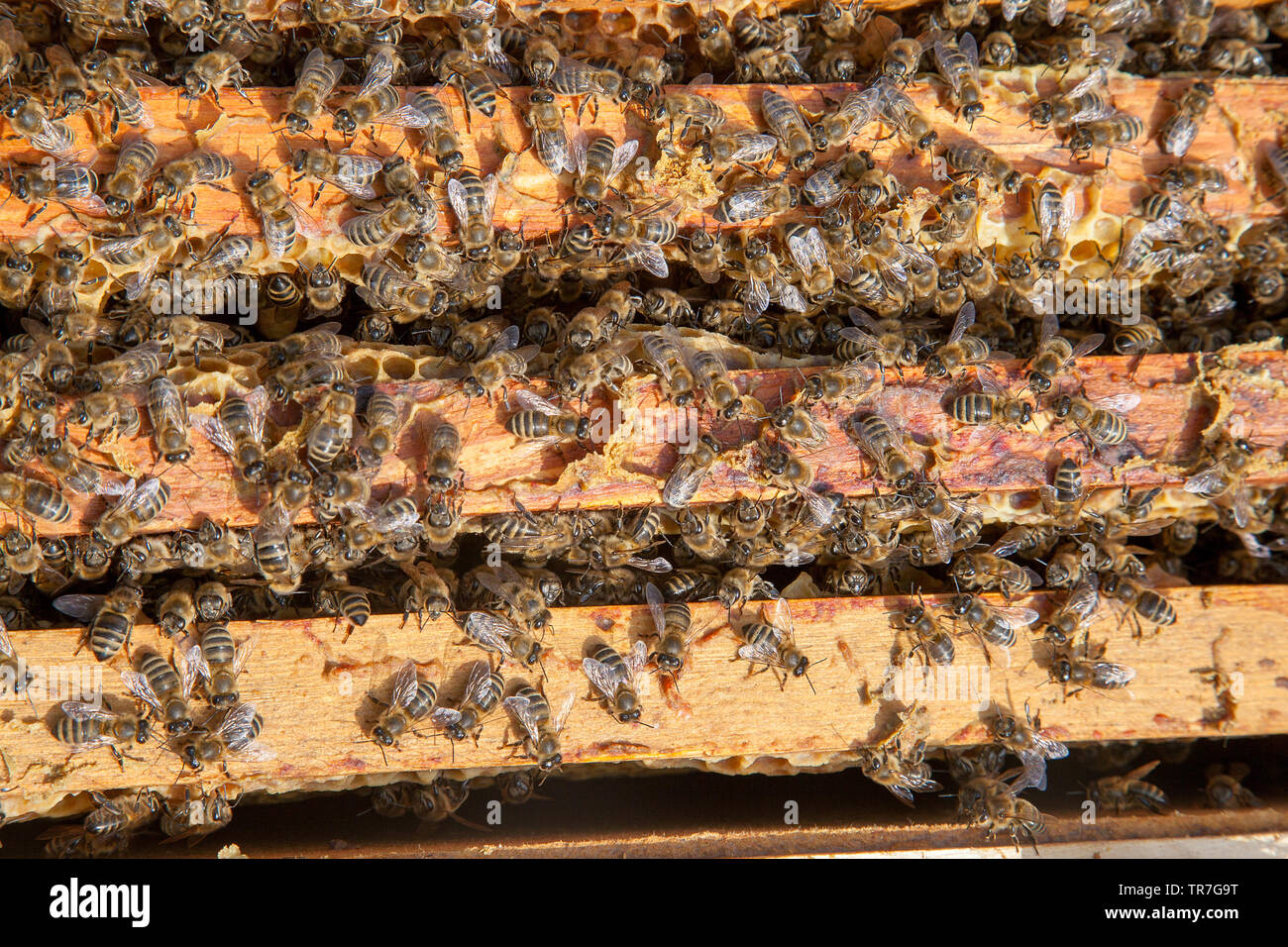 Frames of a beehive. Close up view of the opened hive body showing the ...