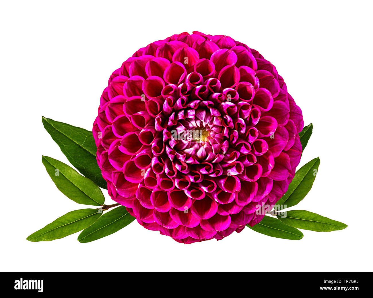 dahlia isolated on white background Stock Photo - Alamy