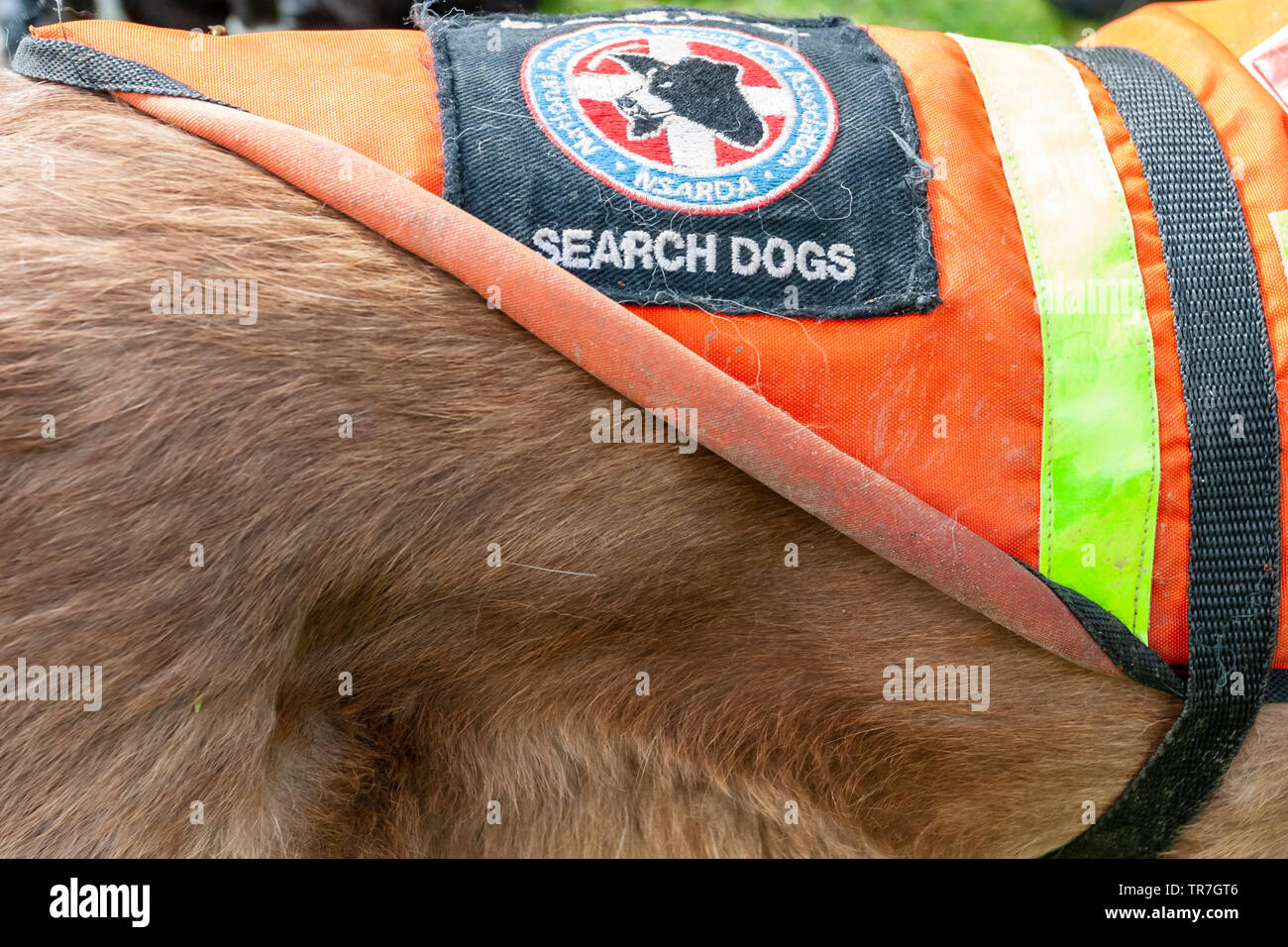Search and rescue dog uk hires stock photography and images Alamy