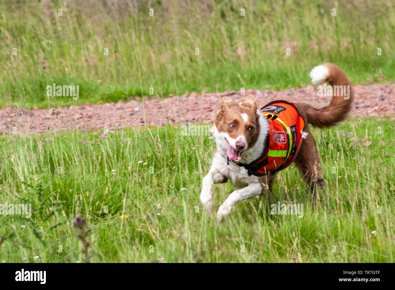 National Search and Rescue Dogs Association rescue dogs on exercise in ...