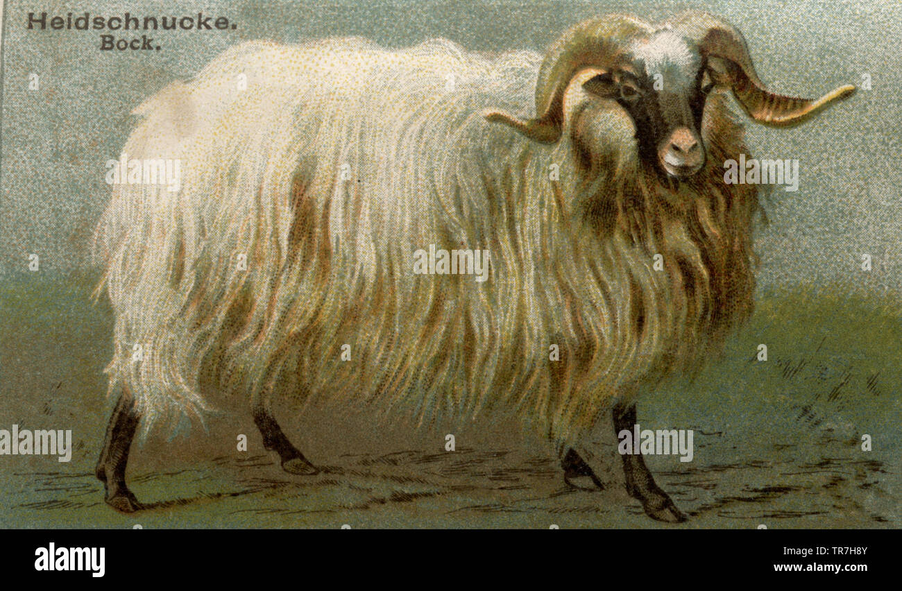 House sheep, Sheep breed Heidschnucke, Bock , (agricultural book, 1898