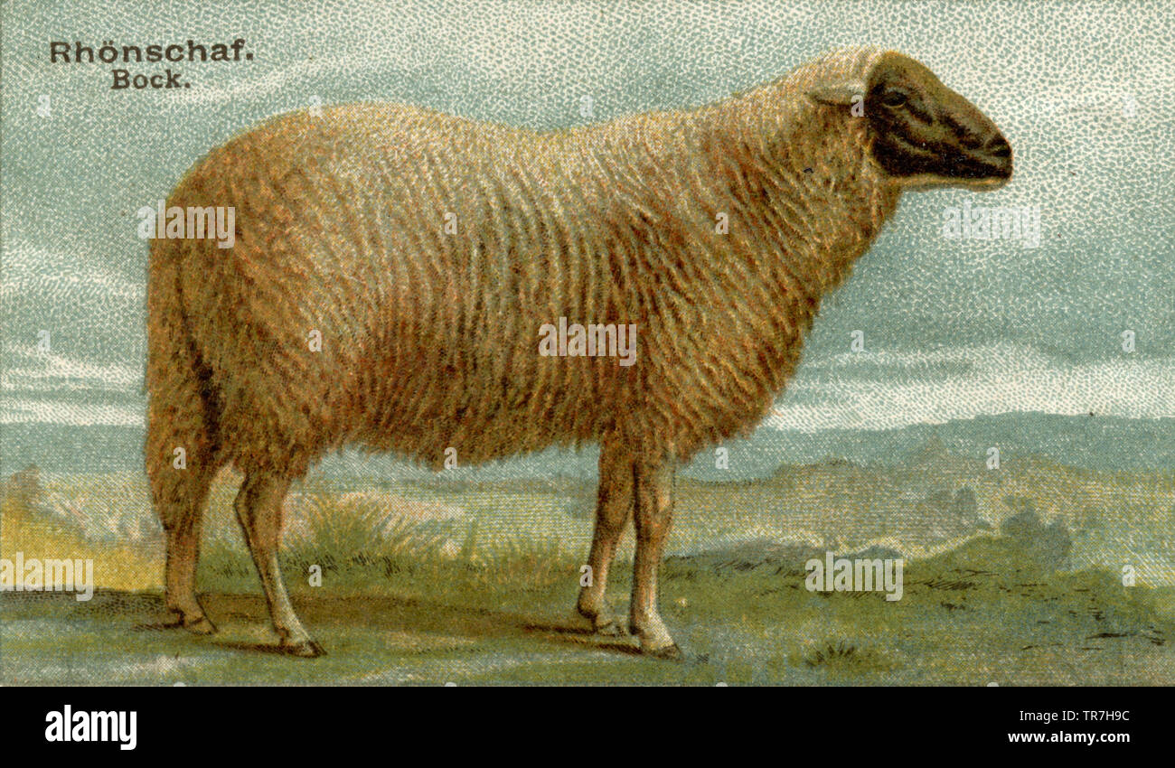 domestic sheep, breed of sheep Rhön sheep, buck , (agricultural book