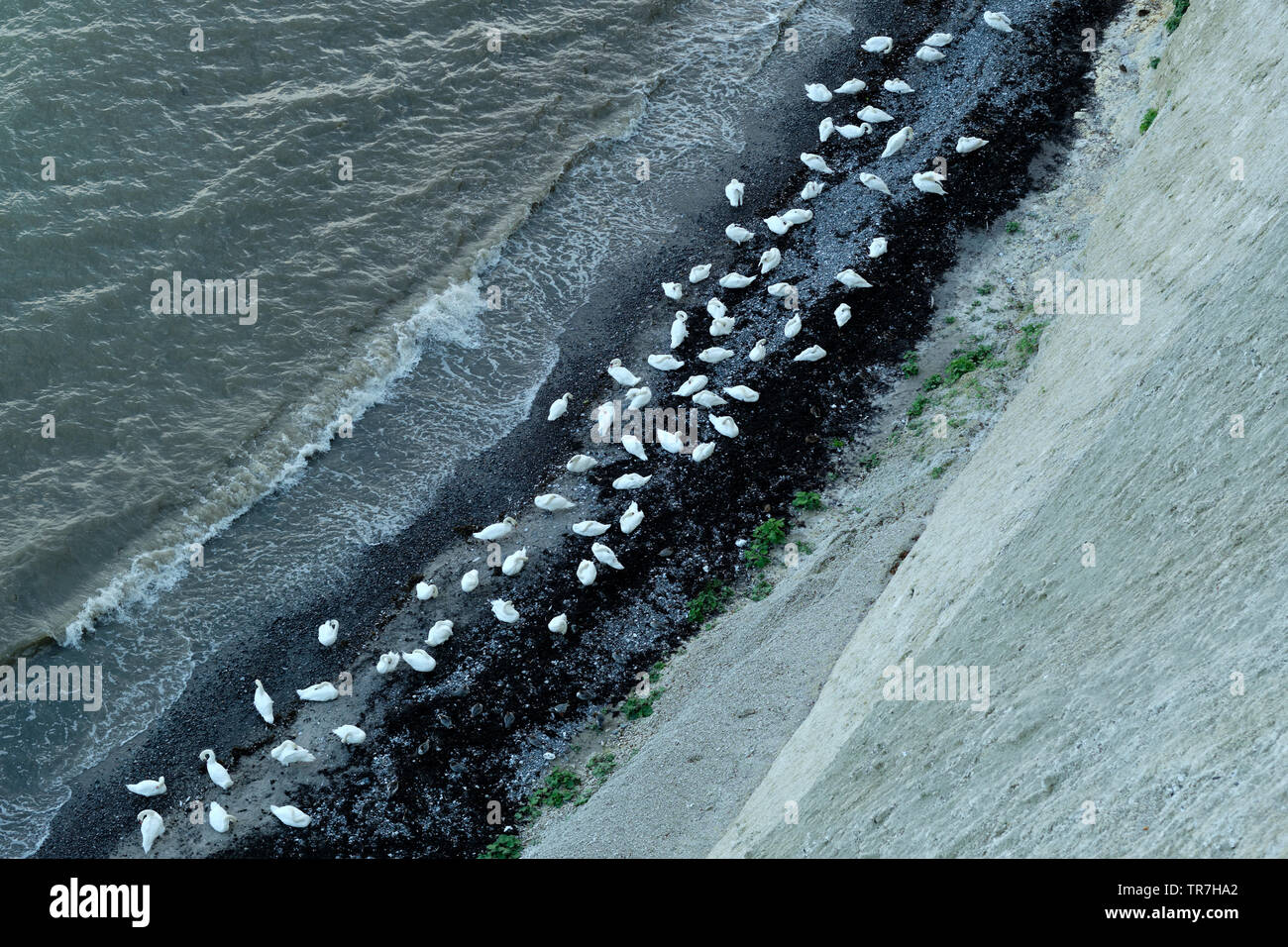 A bevy of wild swans on the Baltic chalk cliff coastline of Jasmund National Park on Rugen island Germany Stock Photo