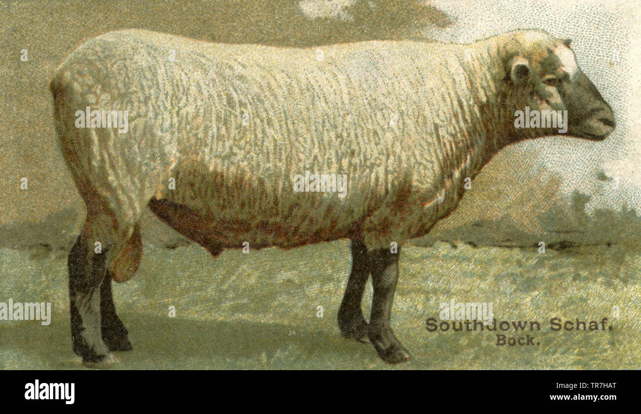 House sheep, Breed of sheep Southdown sheep, Bock , (agricultural book