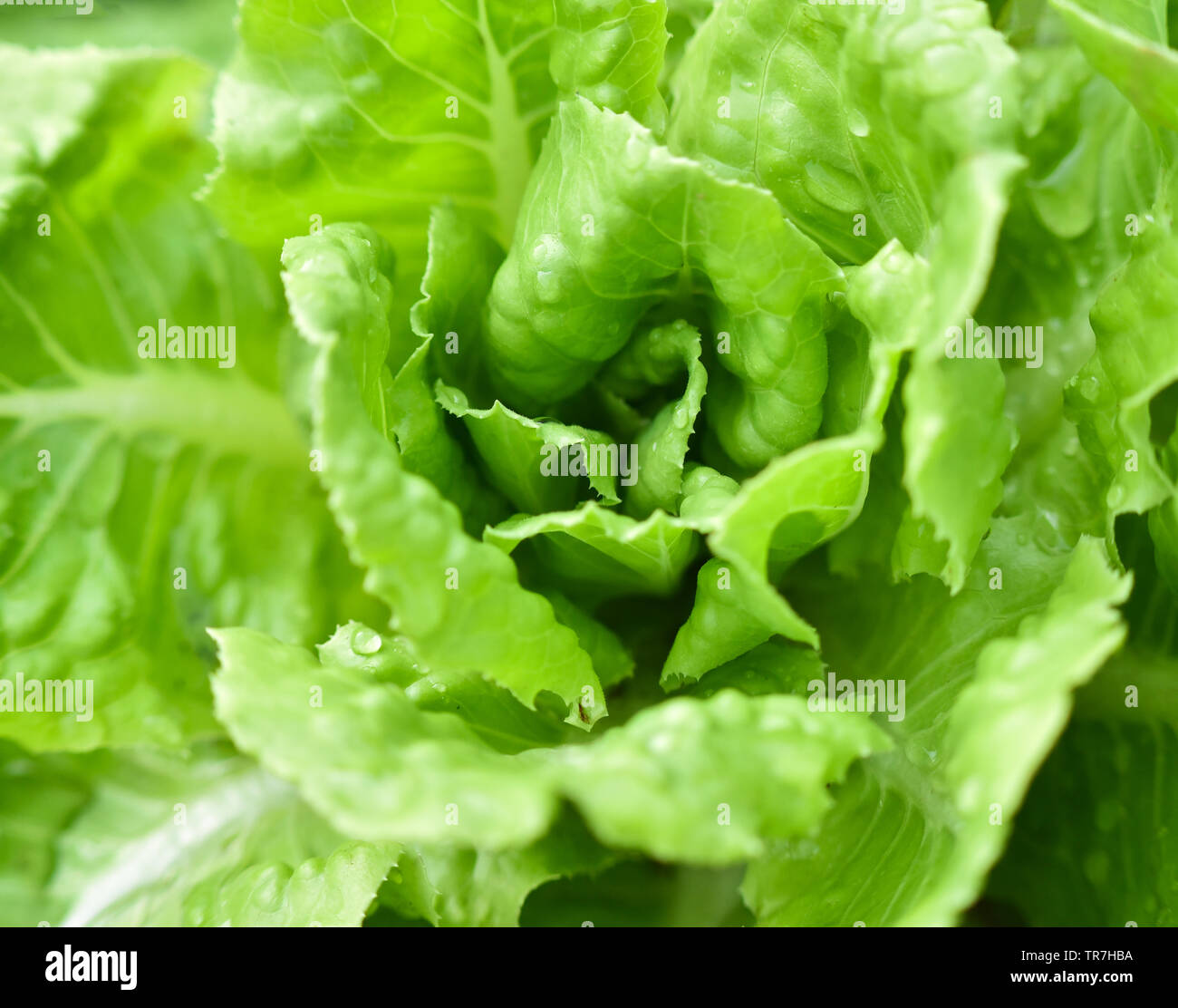 Close up of young and fresh green Butterhead Lettuce salad growing