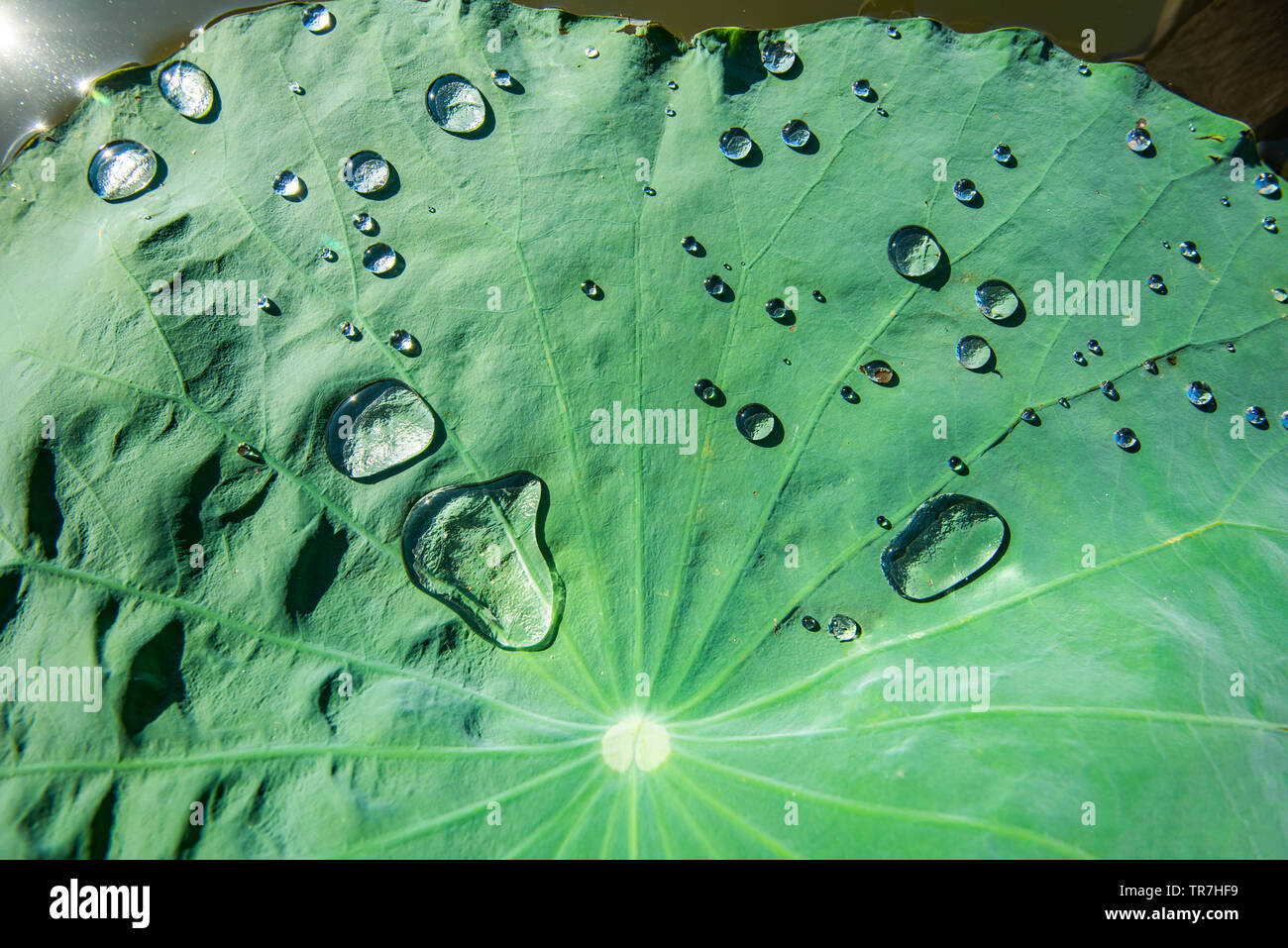 Water drop on lotus leaves hi-res stock photography and images - Alamy