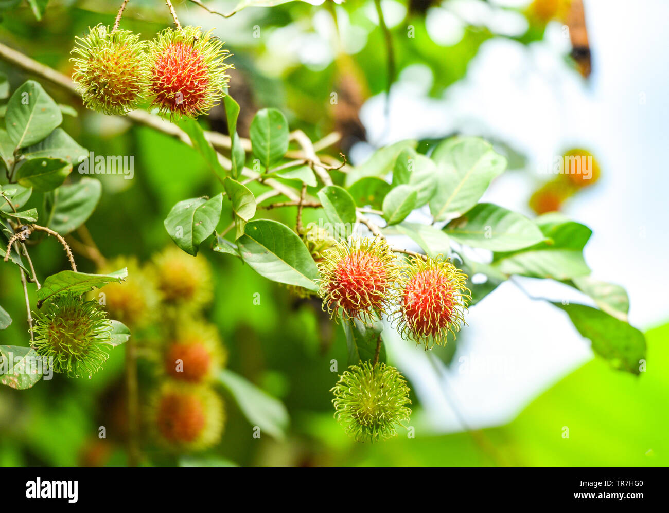 Fresh rambutan fruit growing on branch tree with green leaves in the ...
