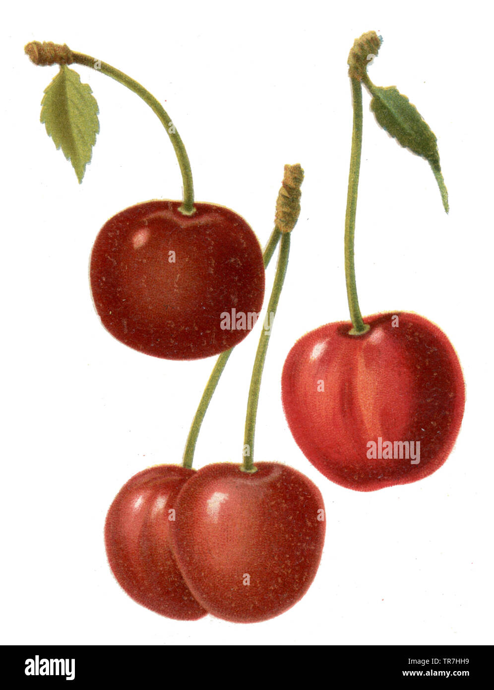 Cherry Varieties left Spanish glass cherry, right Queen Hortensia