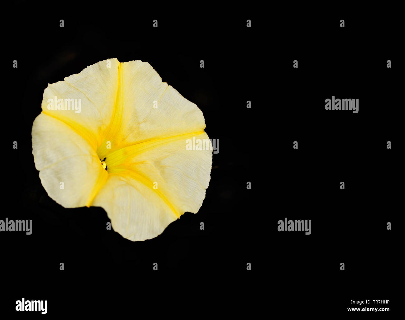 Yellow Petunia flower isolated on black background Stock Photo - Alamy